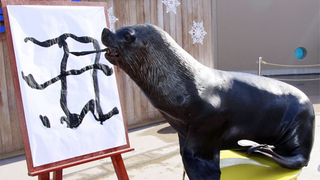 Sea Lion Sees The Writing On The Wall